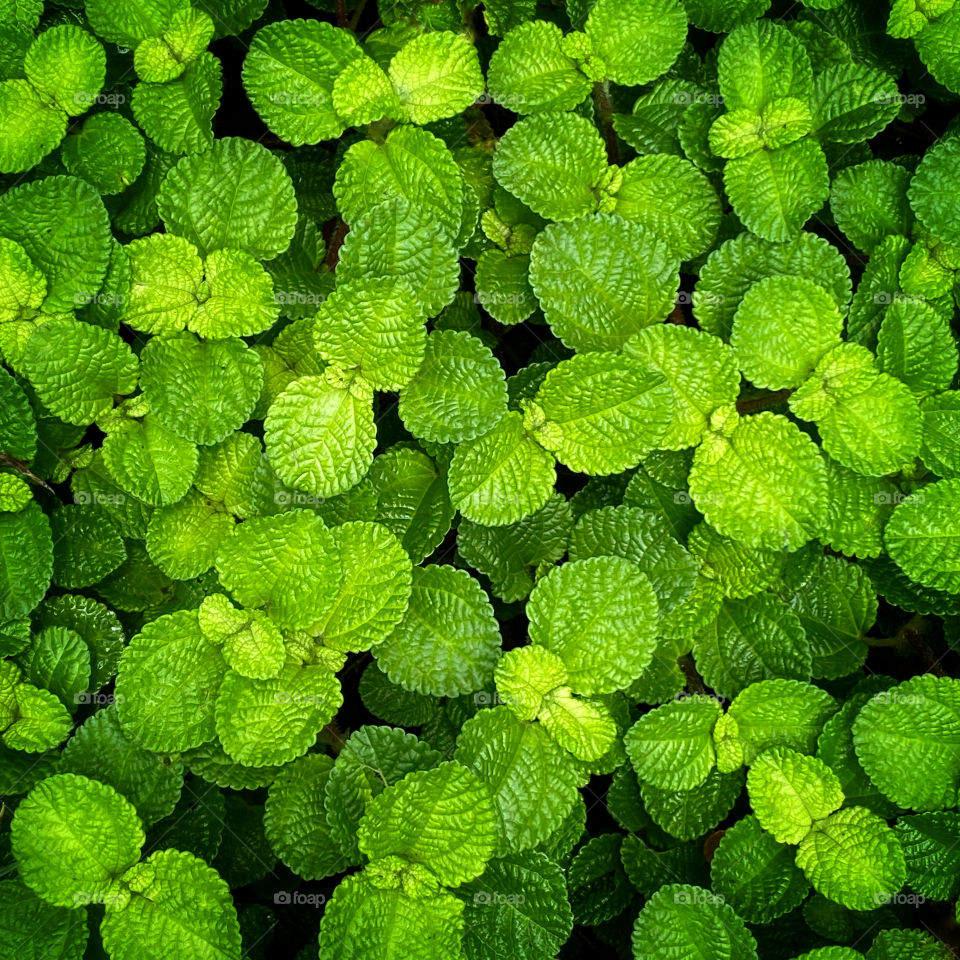 Closeup of Panamiga Pilea involucrata, commonly known as the friendship plant, ground cover