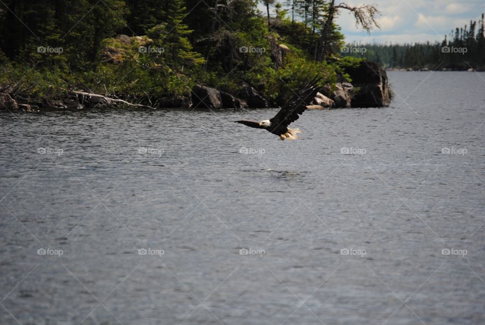 A bald eagle flying low looking for a fish to catch