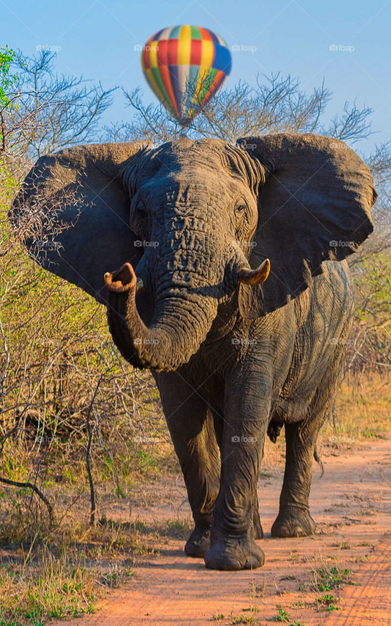 elephant portraits throw trees