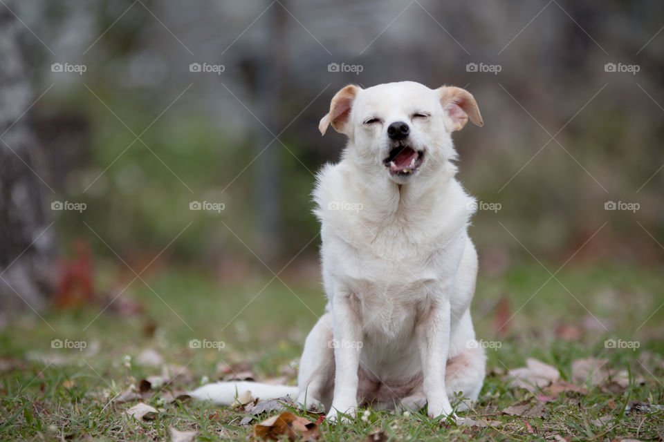 White Cream colored silly Chihuahua