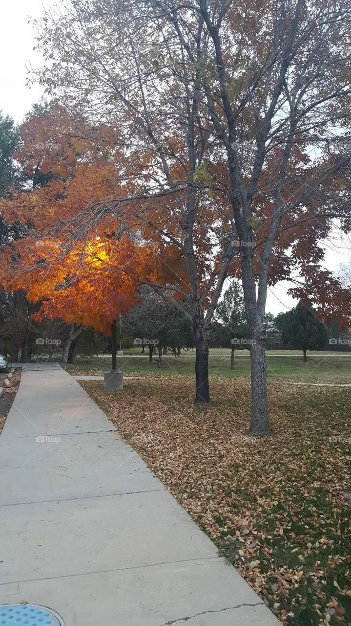 Tree, Fall, Leaf, Park, Landscape