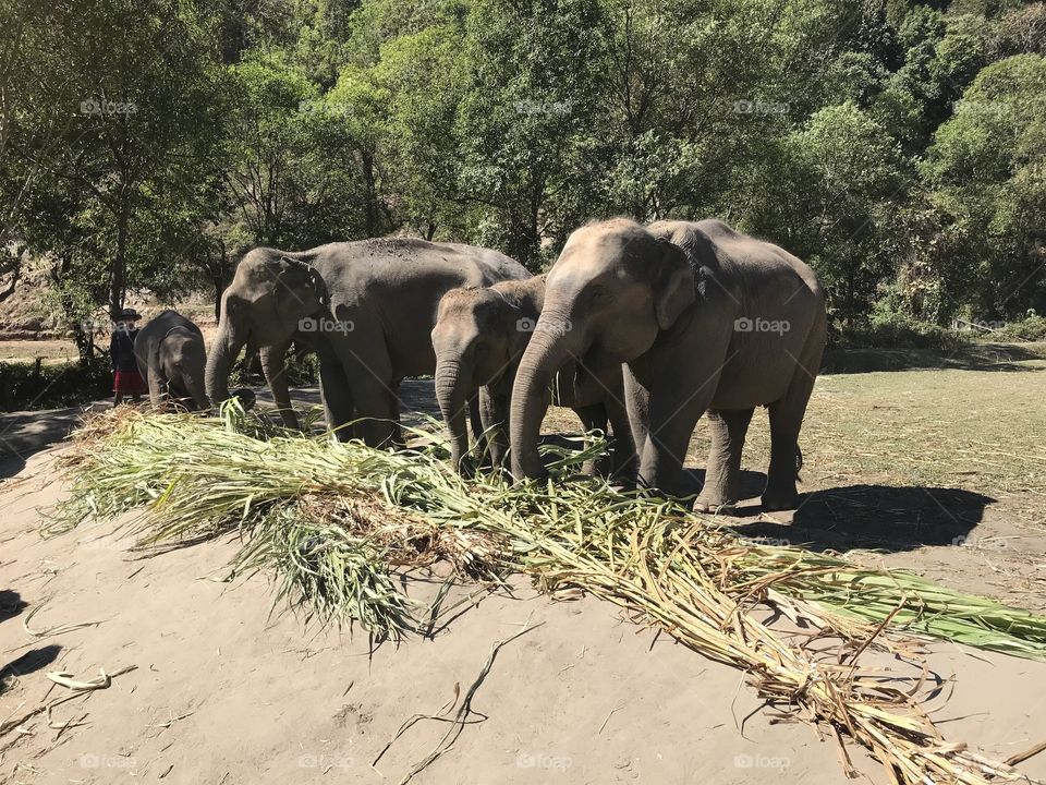Lunch time... Elephants grazing in their natural environment, Chiang Mai, Thailand. 