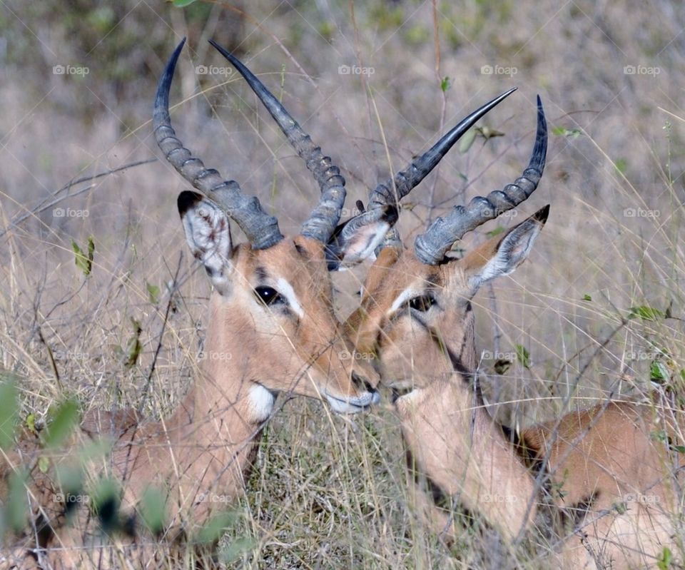 Impala couple