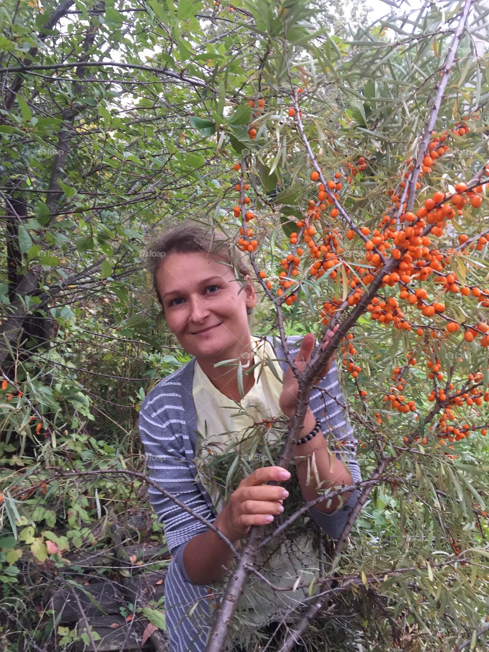Сбор облепихи в саду. Башкирия./ Picking sea buckthorn in the garden. Bashkiria.