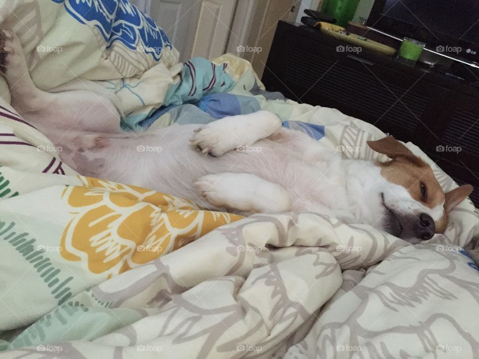 Goofy Coop sprawling out across the bed