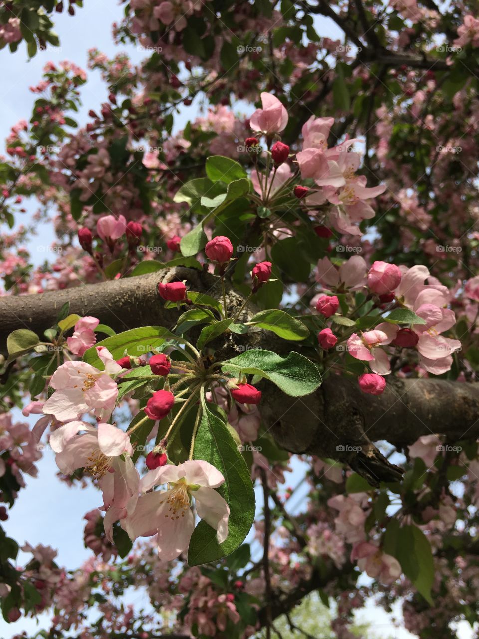 Blossoms in CT in early May