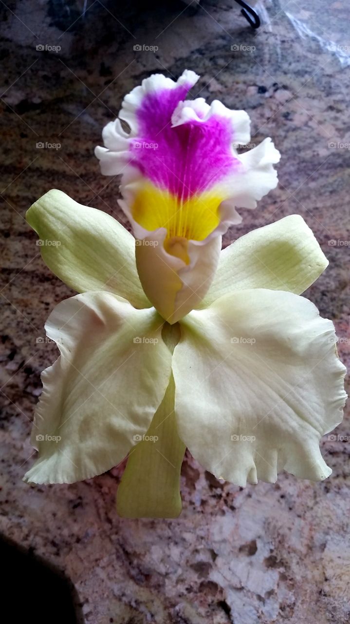 Early Orchid Bloom