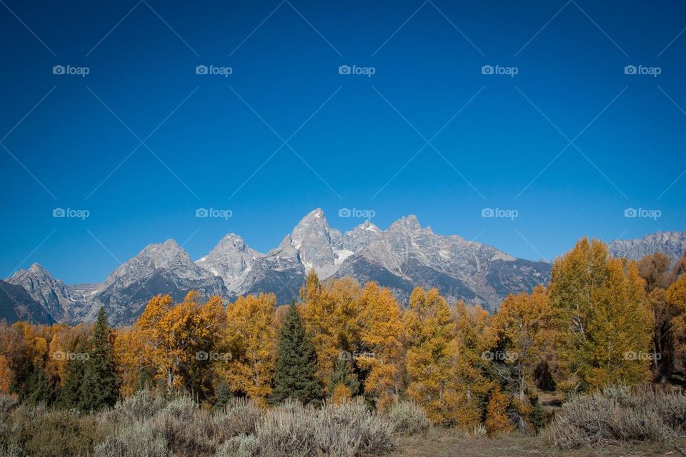 View of forest in autumn