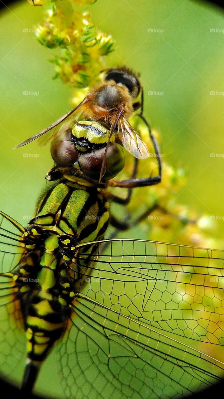 Dragon fly eat the insect
