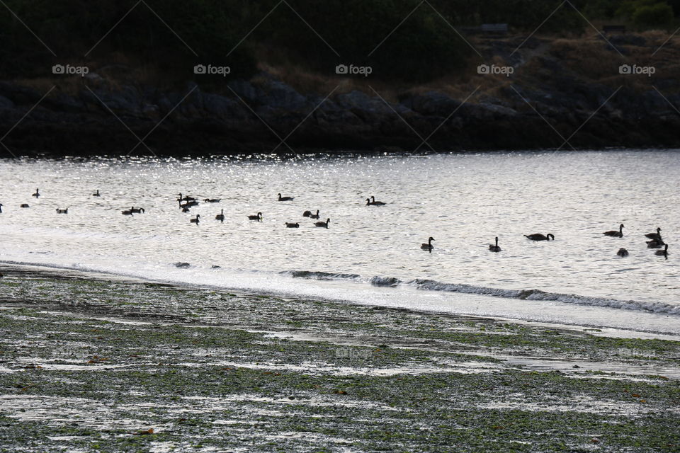 Ducks swimming 