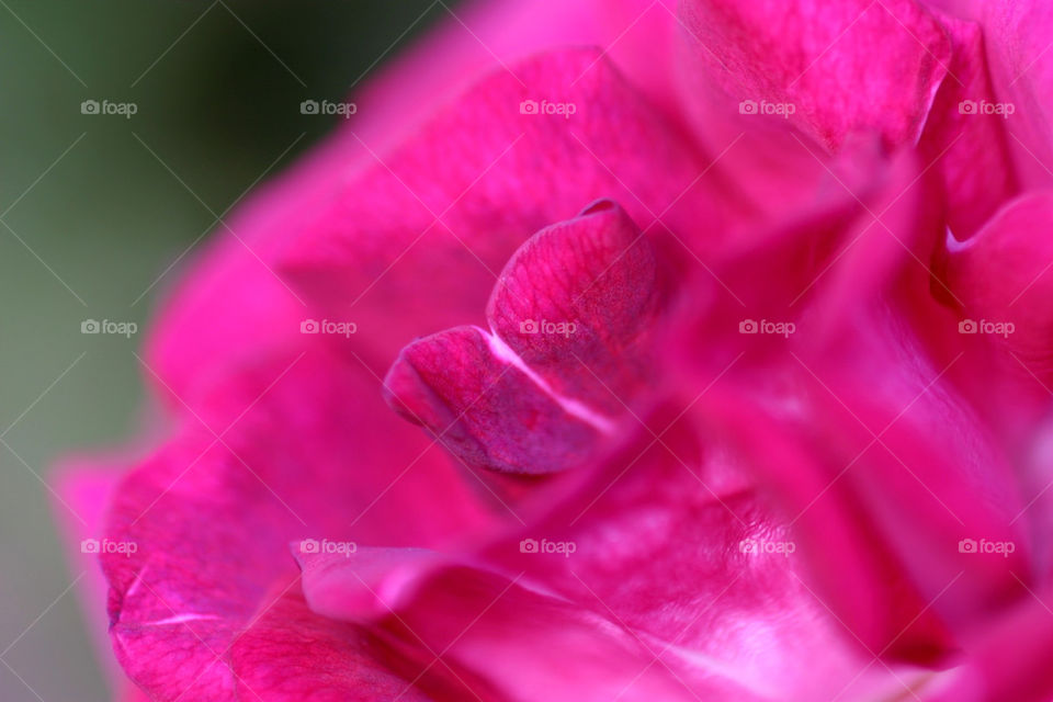 flowers garden plants flora by hlehnerer