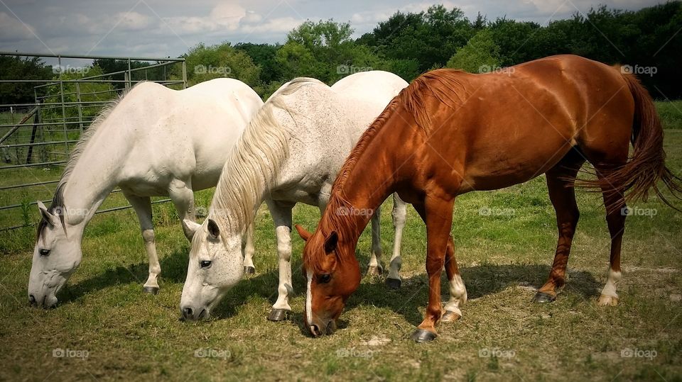 Three Horses