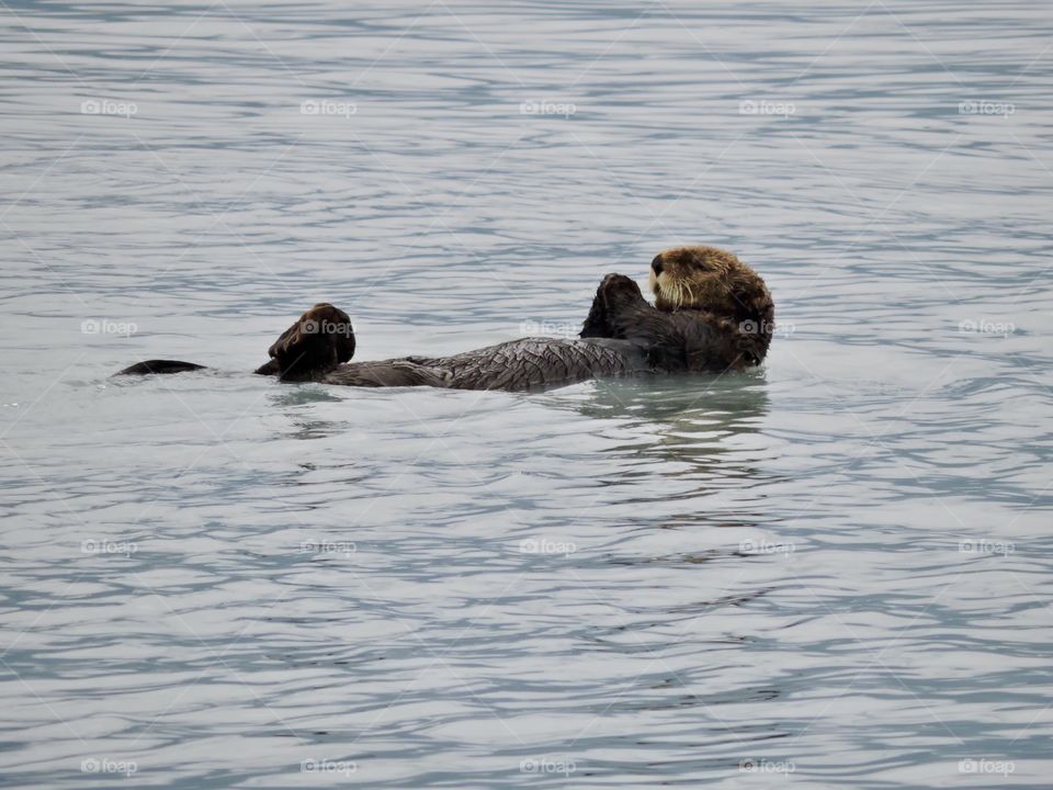 Floating Otter In Prayer