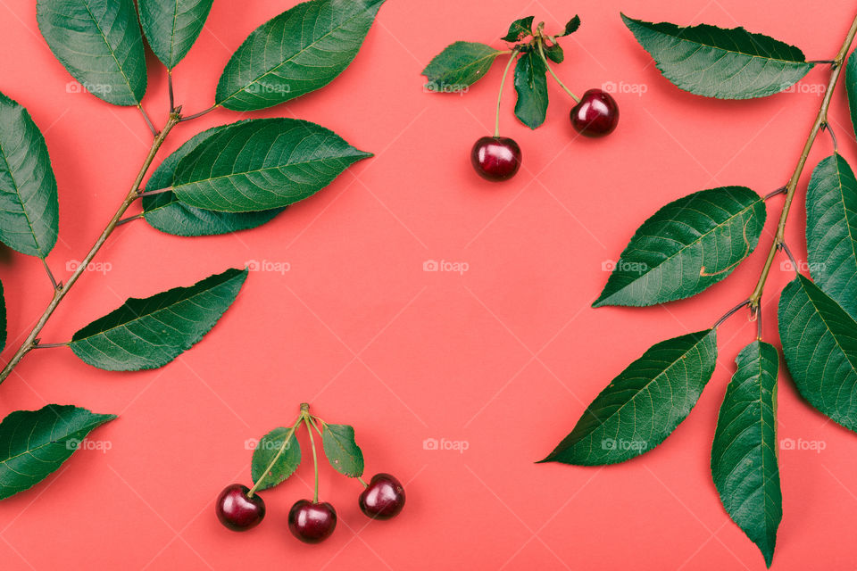 Leaves, berries of cherry tree on red background. Minimal style. Copy space room for text