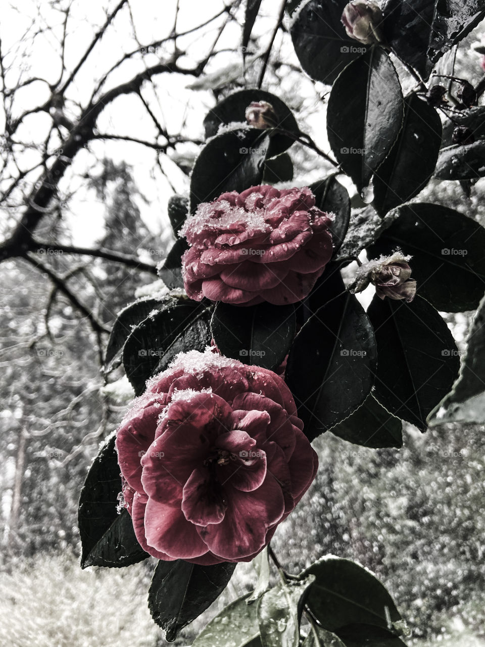Snowy flowers 