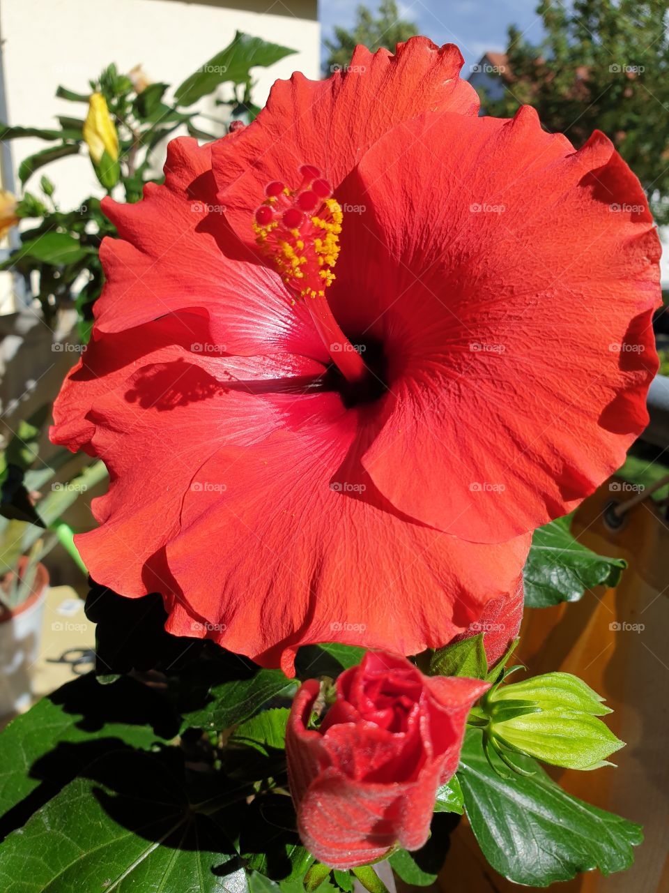 Hibiskus