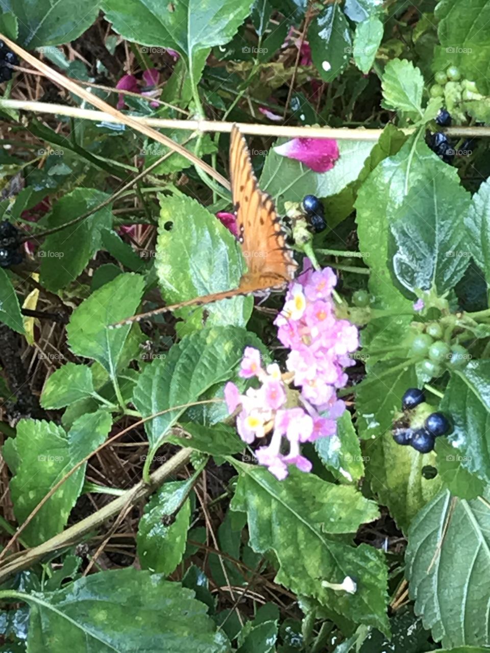 Butterfly on Lantana