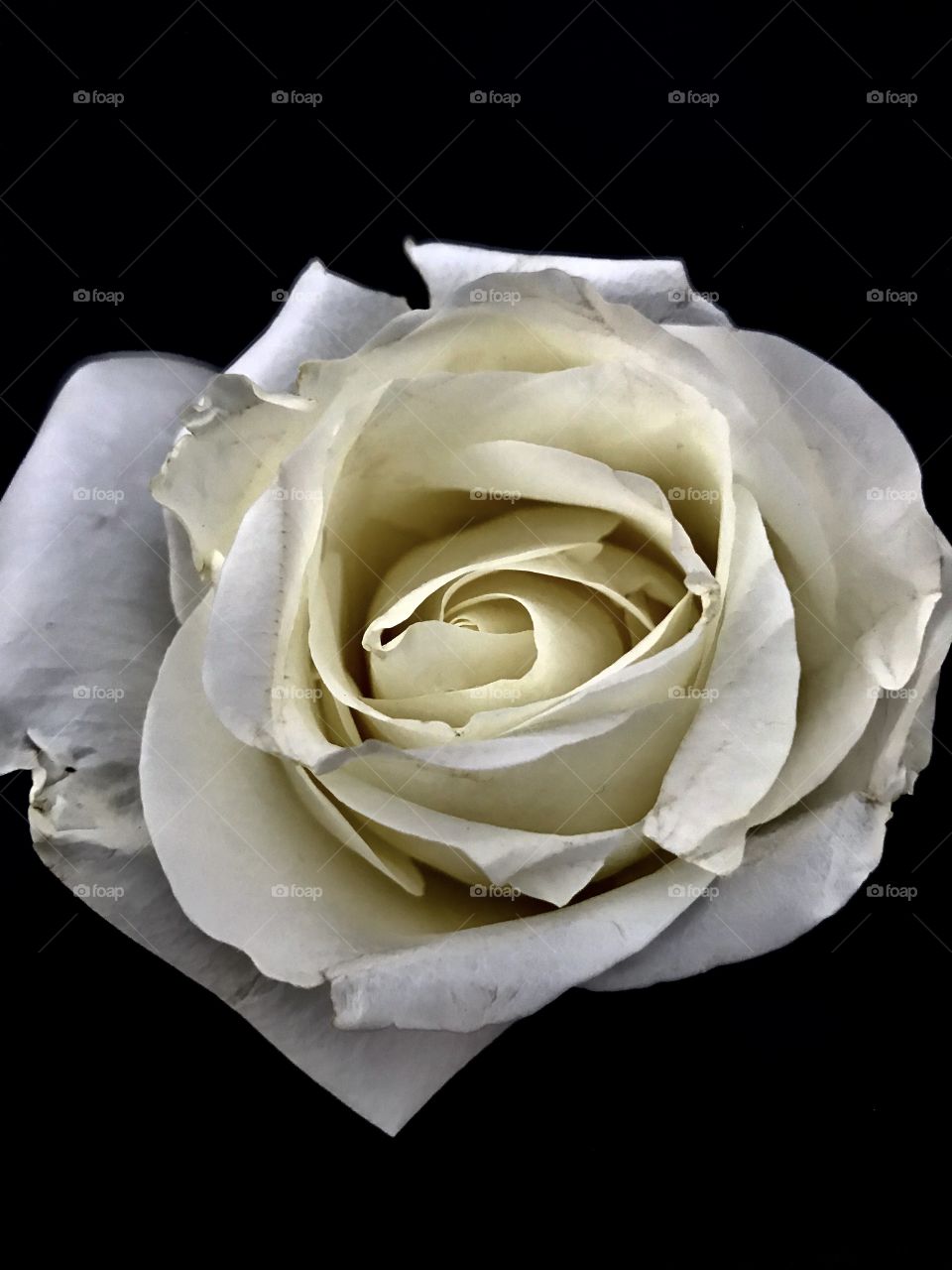 Photographed a white rose resting on top of the 9/11 memorial fountain at the World Trade Center in New York City today.