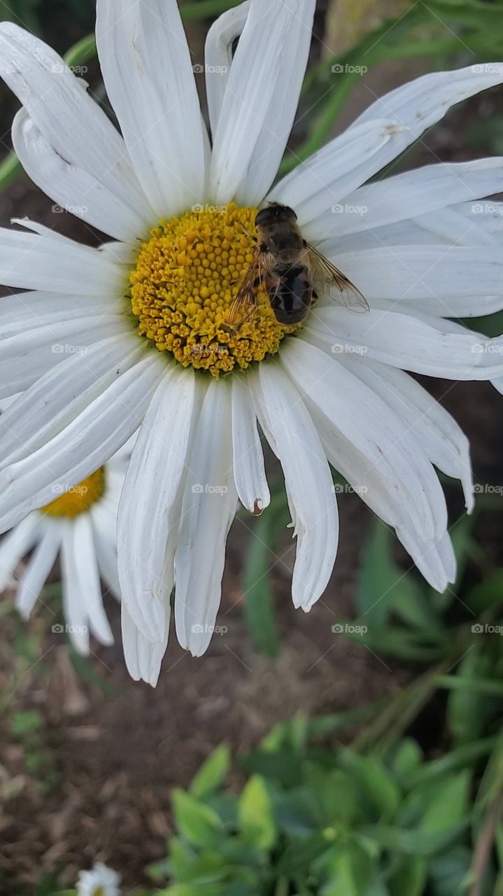 bee