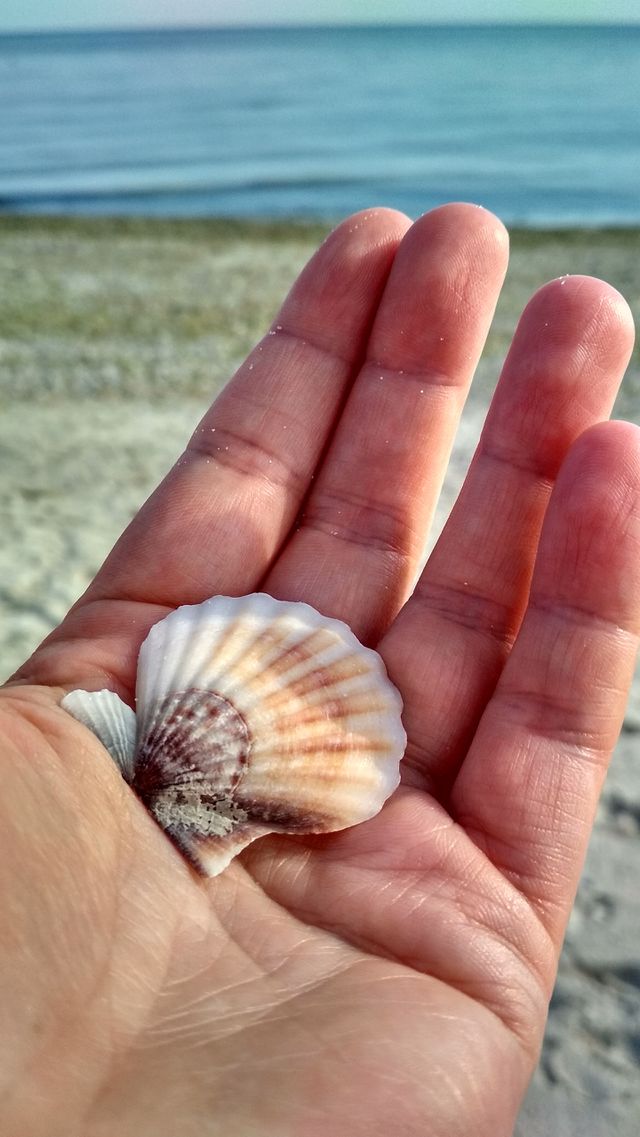 Sea treasure