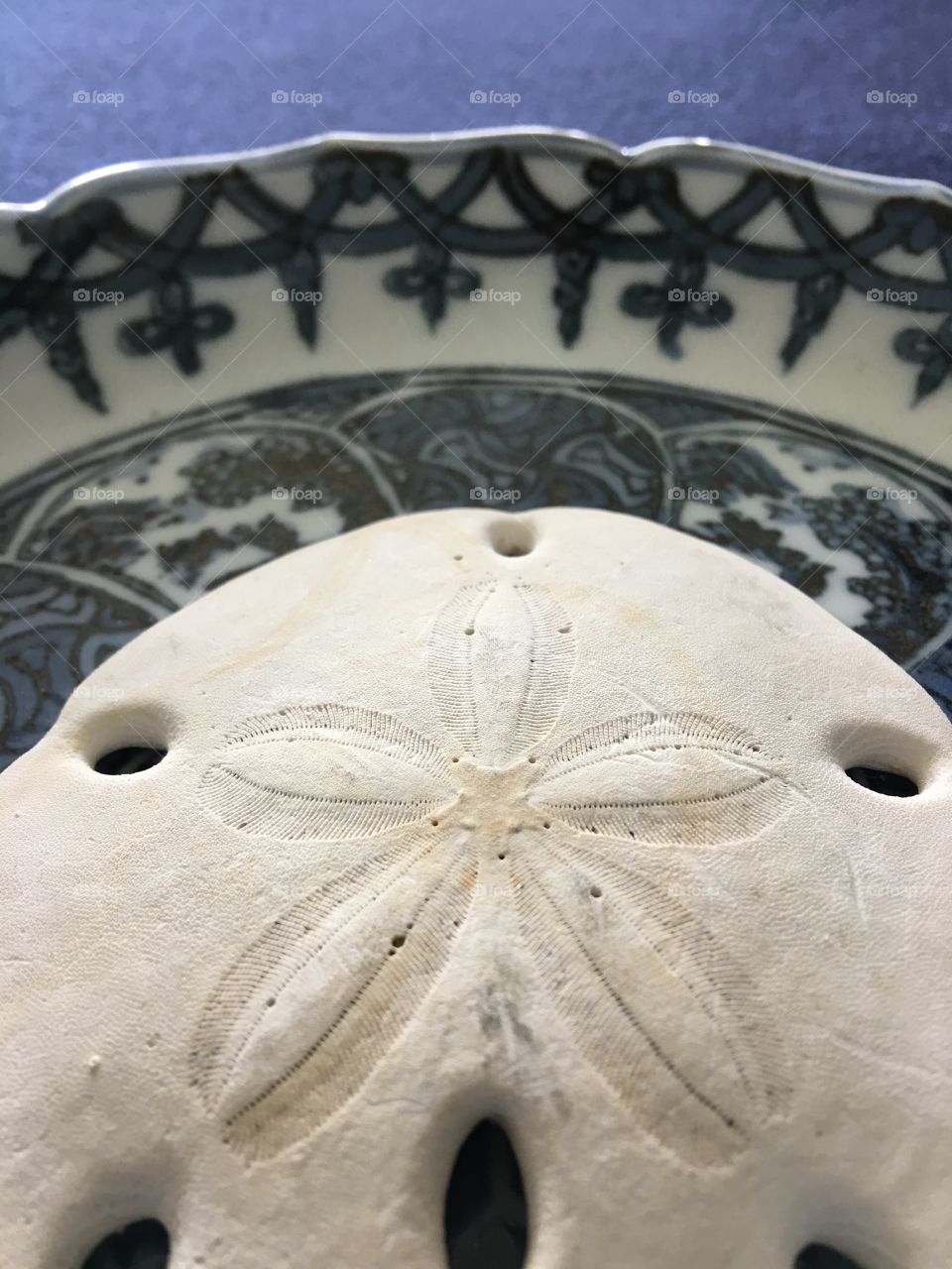 Sand dollar on Chinese plate 