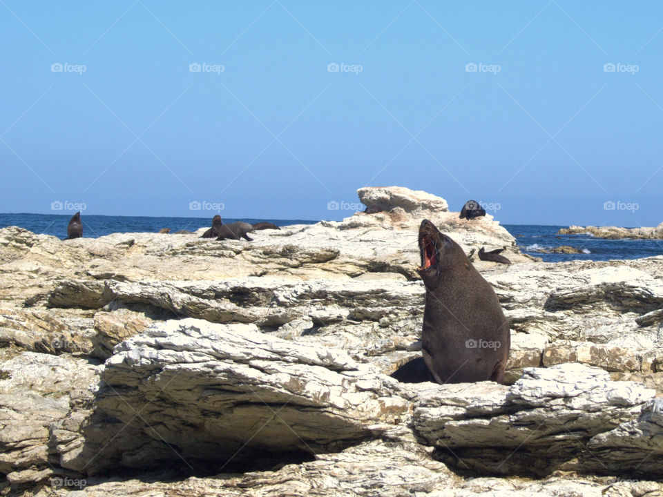 Sea lion with open mouth moaning at the coast of New Zealand on a sunny bright day on the shores