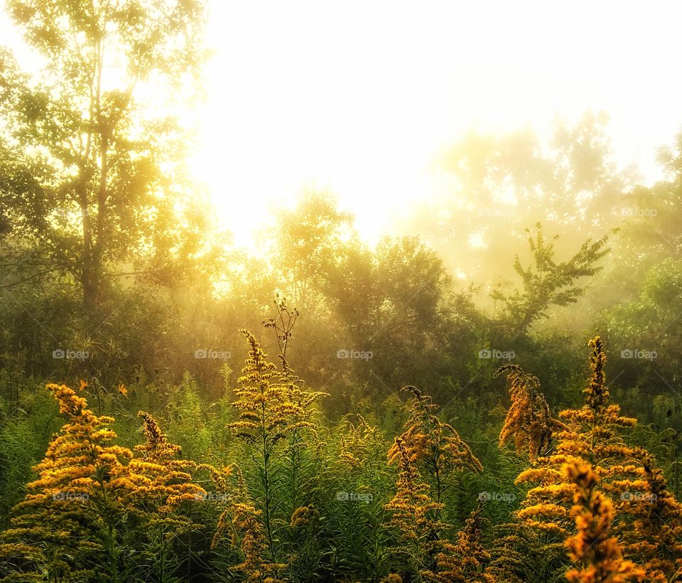 Sunlight in forest