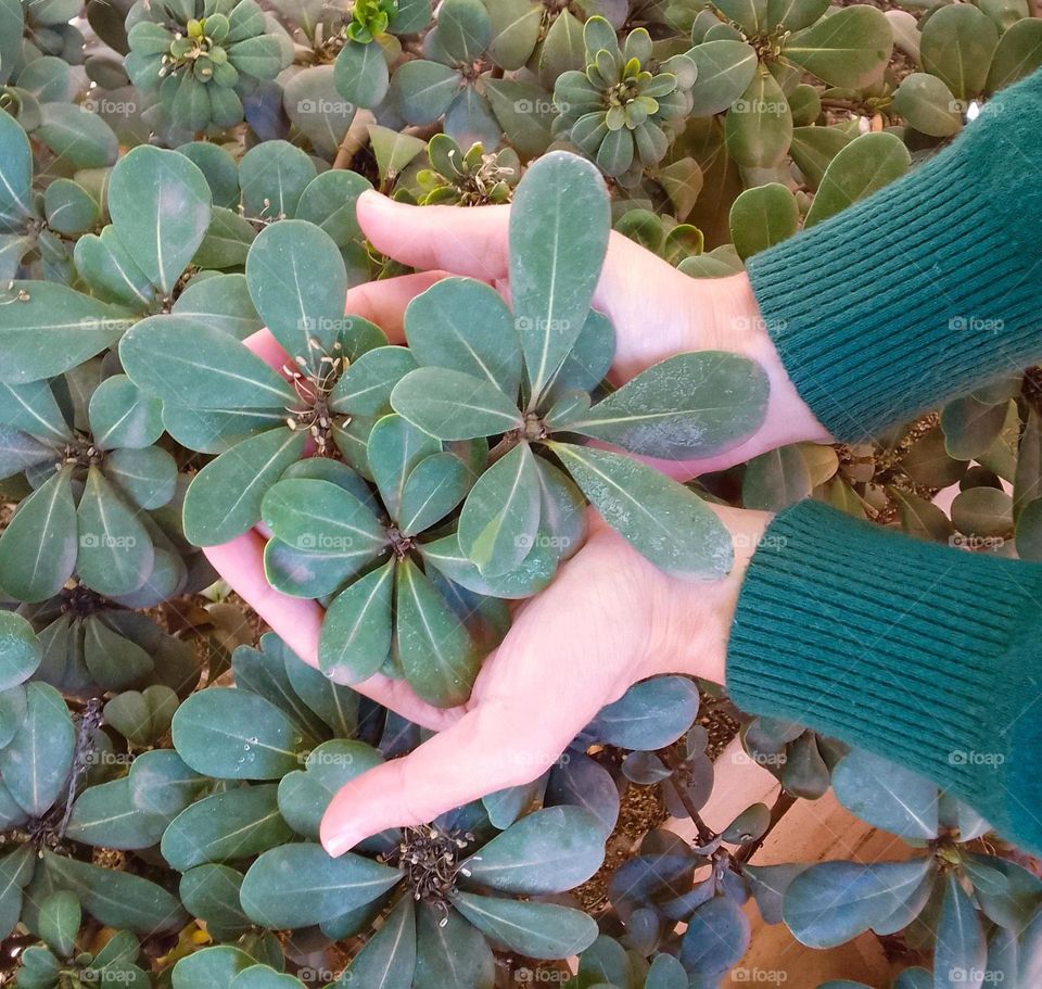 green plante, green clothes, nice hand, go green