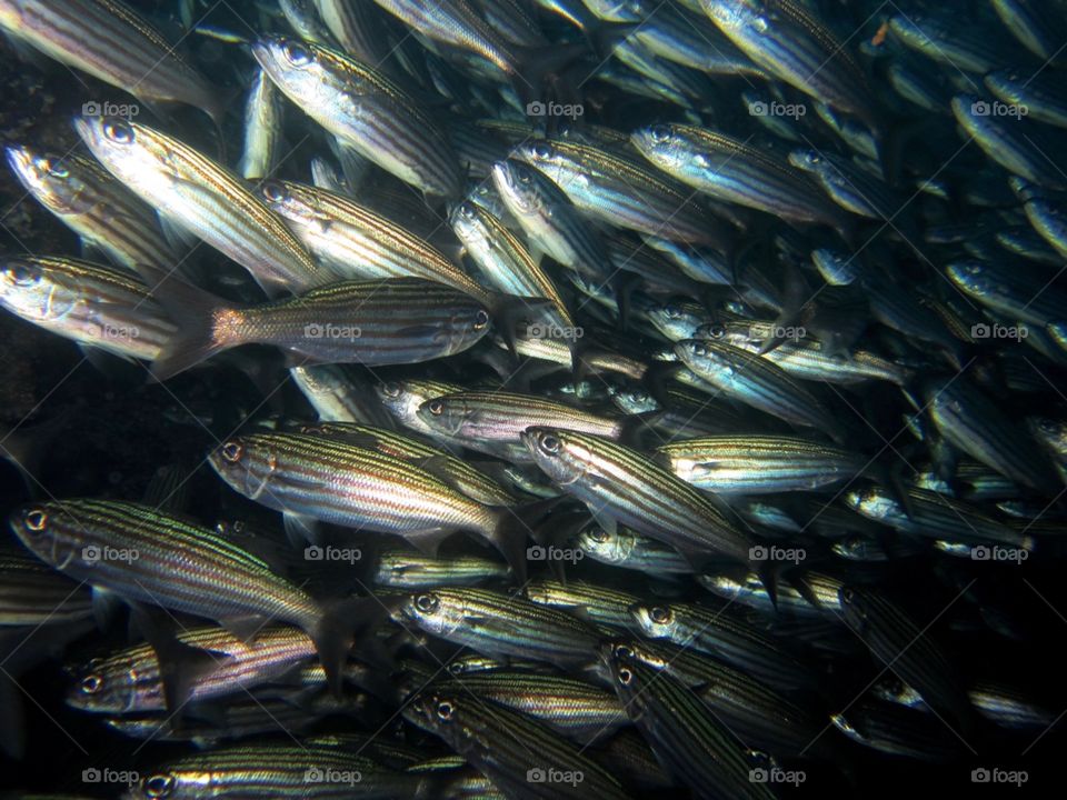 Sea of fish - Galapagos 