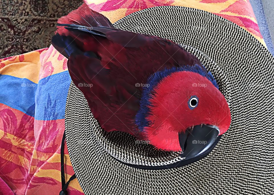 Red bird on a hat