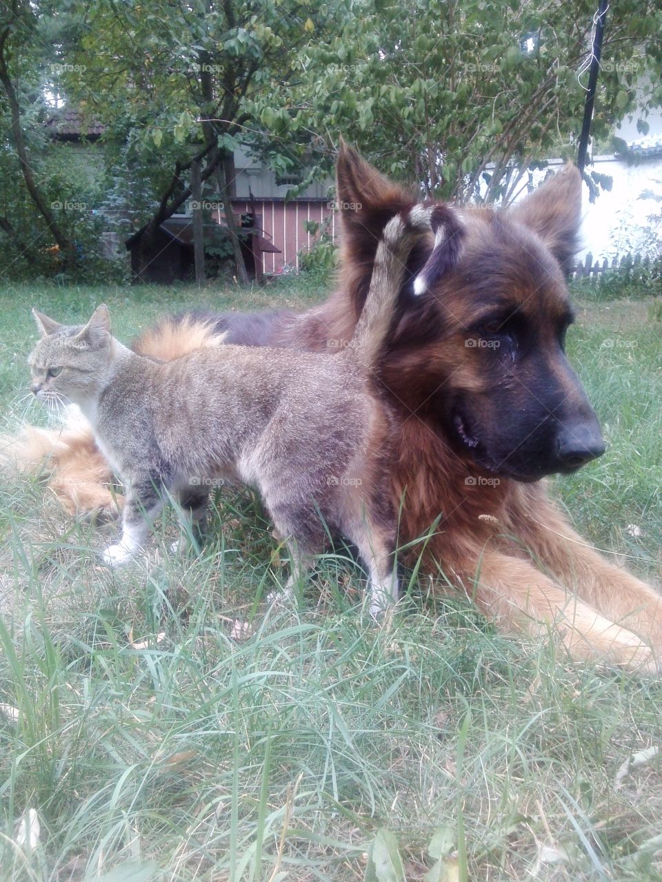 Cat and dog