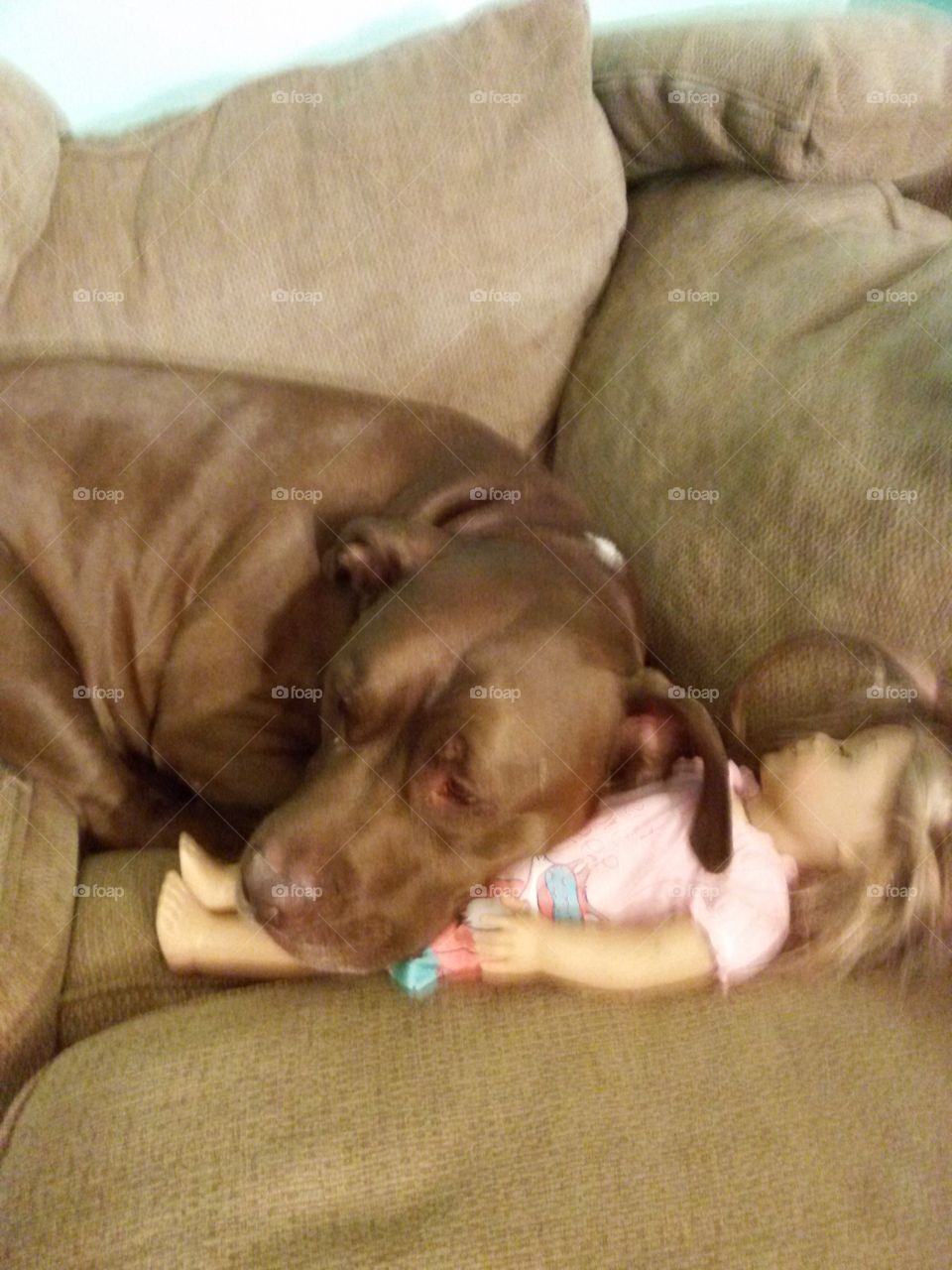 cuddle puppy. large brown dog sleeping on an American Girl doll