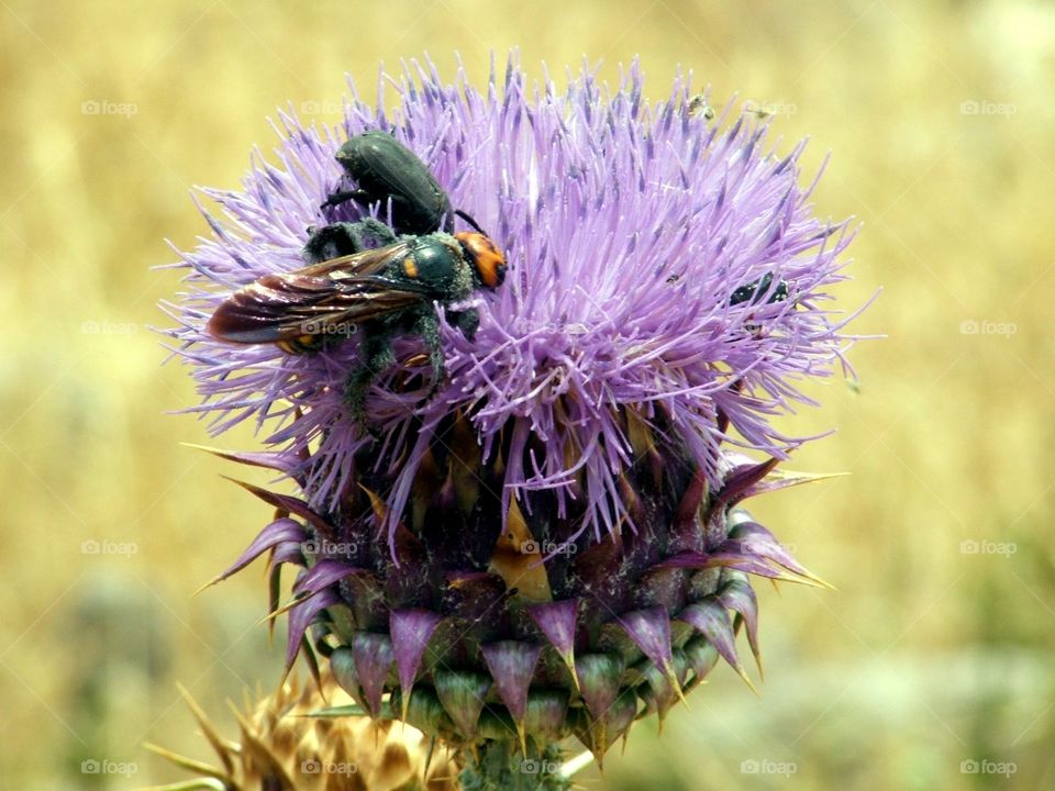 Flower and bee