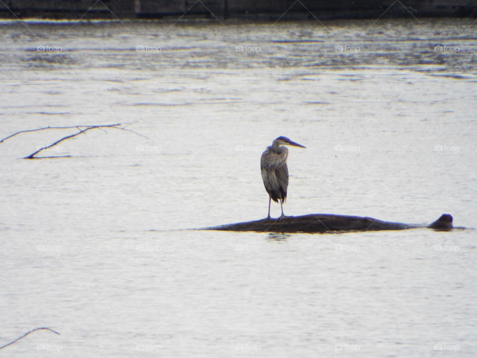 gray Heron