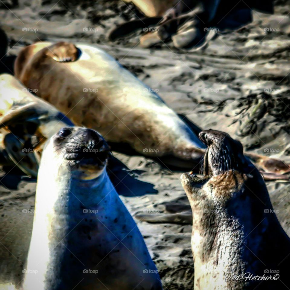 Elephant Seals Mating Season