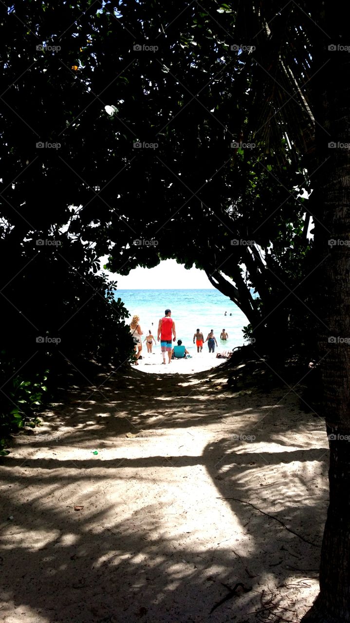 To The Light. tunnel of trees at the beach in south florida.