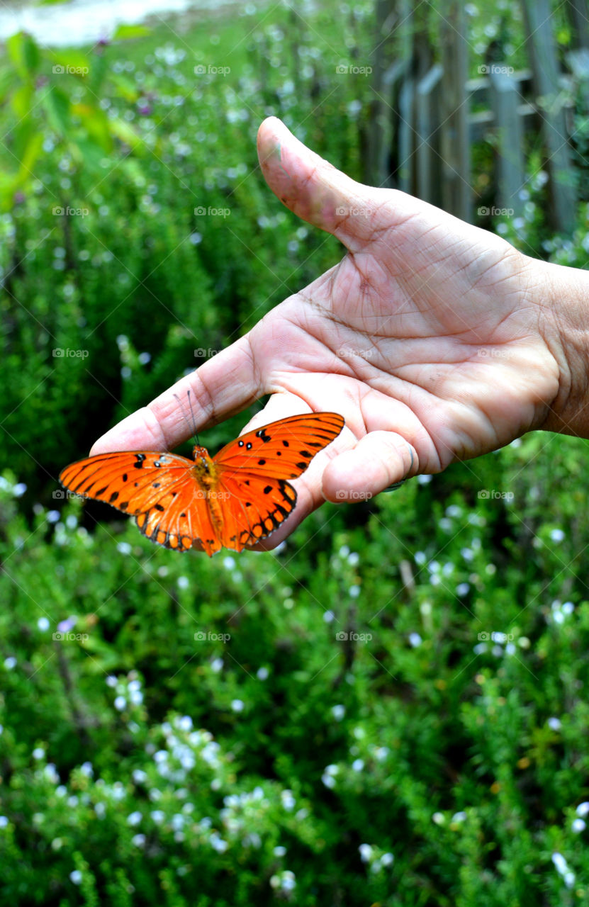 Butterfly on hand