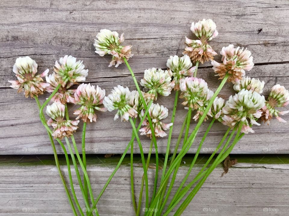 Closeup flat lay of white clover on a wooden surface 
