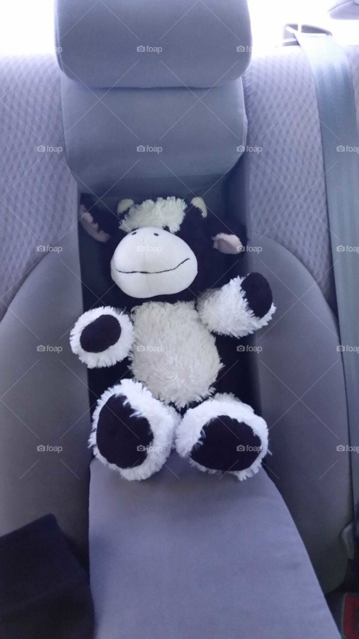 stuffed cow finds his own seat in the back of the car, travel buddy, cuddly soft