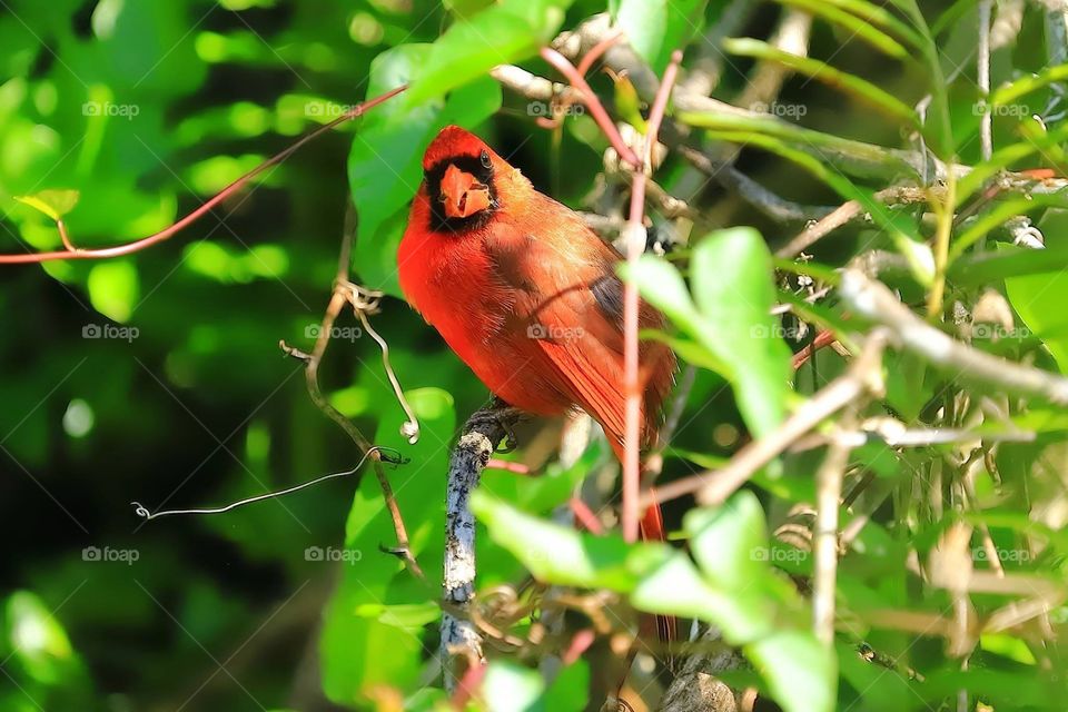 Red cardinal in springtime!