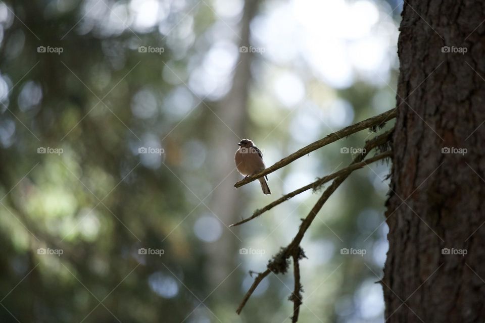 Bird in a tree