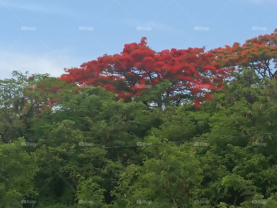 red flower above greenery