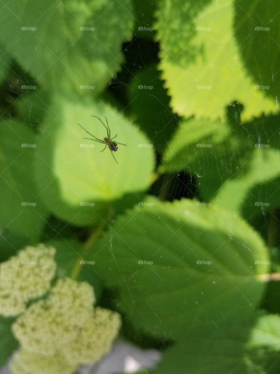 Spider sitting on a web