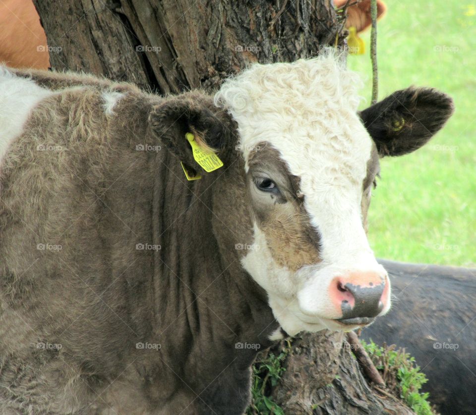 Cow posing for the camera