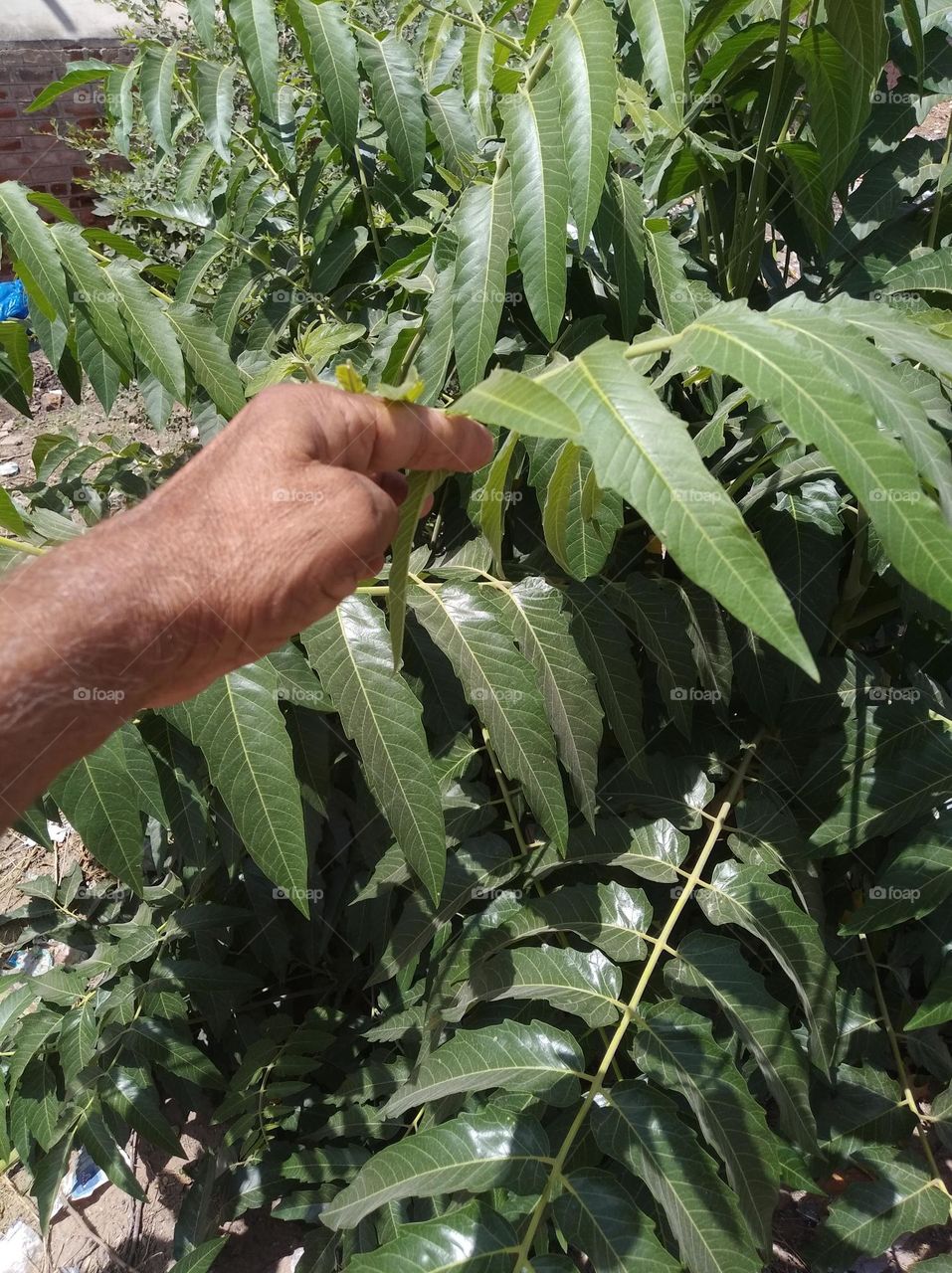 green plant shurb small in size fresh seasonal looking very beautiful generally found everywhere