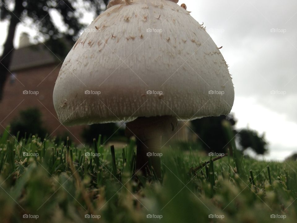 After the rains come. Mushroom growing after lots of rain