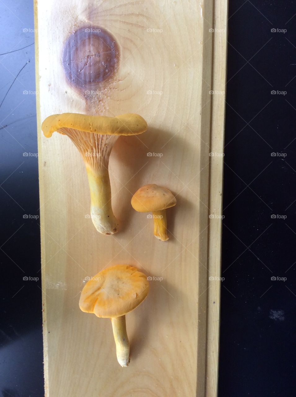 Chanterelles on pine. Study of wild mushrooms I foraged 