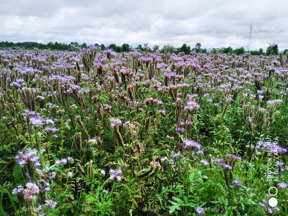 plantations of facelia in bloom