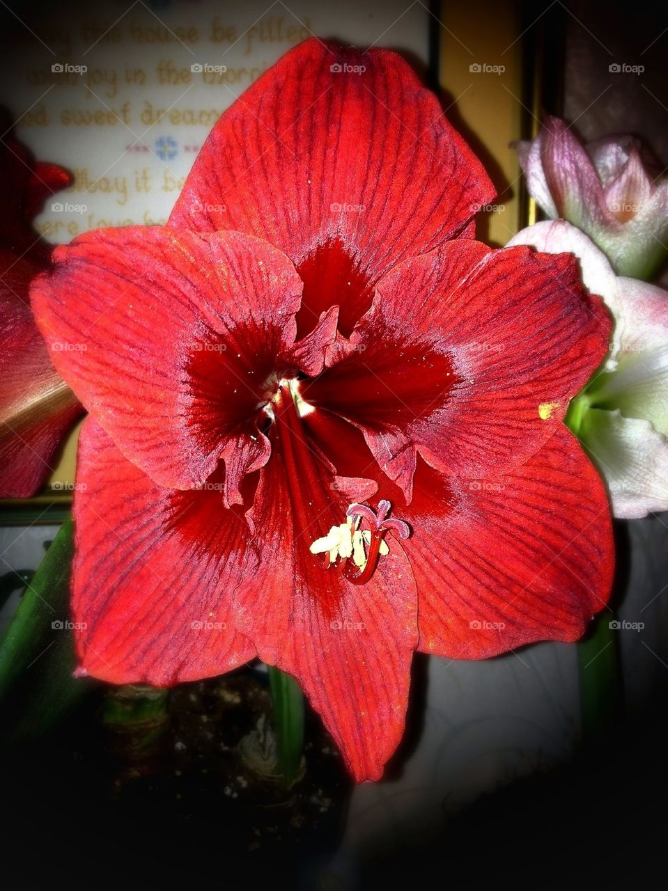 Amaryllis 