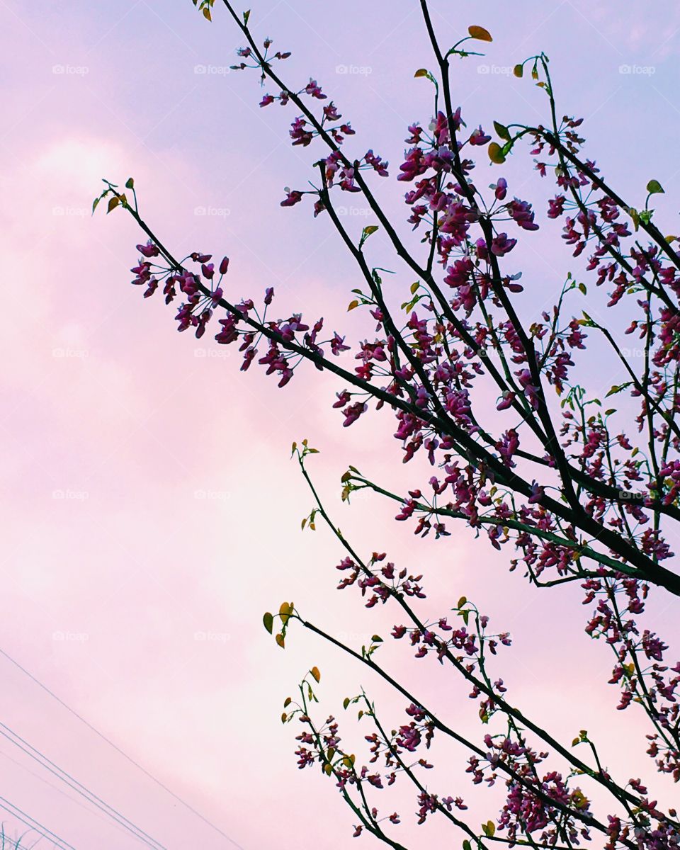 Pink flowers and sky